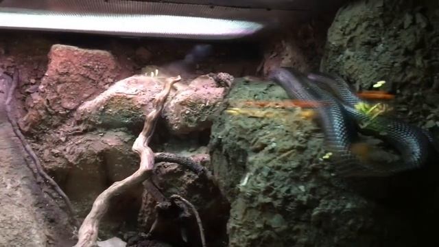 Зоопарк Барселоны. Испания. смотреть онлайн