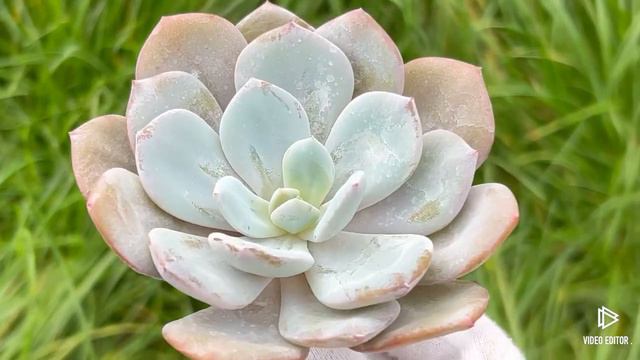 Echeveria Cream Tea
