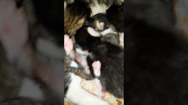 У кошки родились котята, очень маленькие. Это так мило! #cat #кошка #котики #котики смотреть онлайн