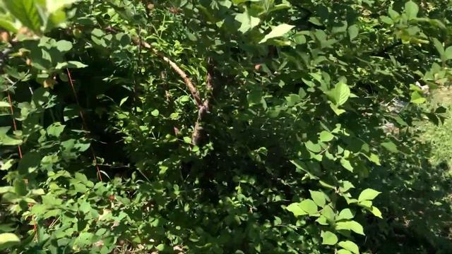 Nanking Cherry - Plant Profiles смотреть онлайн