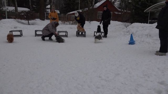 ДТ-228. Урок в группе маленьких собак : шпицы, шипперке, корги смотреть онлайн