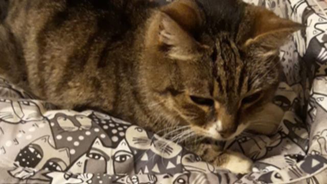 Кошку выбросили на улицу. Спустя несколько дней она пришла к чужому дому, плача от отчаяния смотреть онлайн