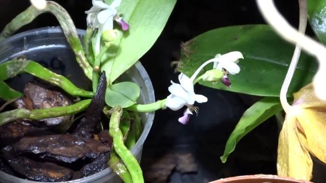 PHALAENOPSIS PARISHII 3 FLOWERS смотреть онлайн