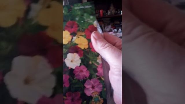 Цветочные подарки на 8 марта. Пора освобождать стол для рассады. смотреть онлайн