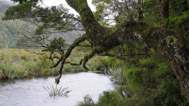5 часов мирных звуков озера - Пение птиц и звуки лягушек на берегу озера - Lake ambience смотреть онлайн