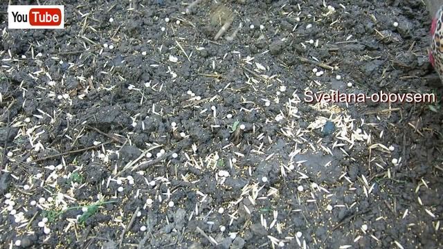 ЭТА СМЕСЬ СИДЕРАТОВ ЗАМЕНЯЕТ НАВОЗ.УЛУЧШАЮТ ПОЧВУ.ЗЕМЛЯ БЕЗ ПЕРЕКОПКИ.СИДЕРАТЫ ДЛЯ КЛУБНИКИ,ТОМАТОВ смотреть онлайн