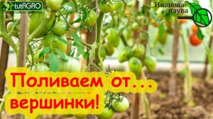 КАК ПРАВИЛЬНО ПОЛИВАТЬ ТОМАТЫ ПРИ ВЕРШИННОЙ ГНИЛИ и как поливать, чтобы гниль не появилась.