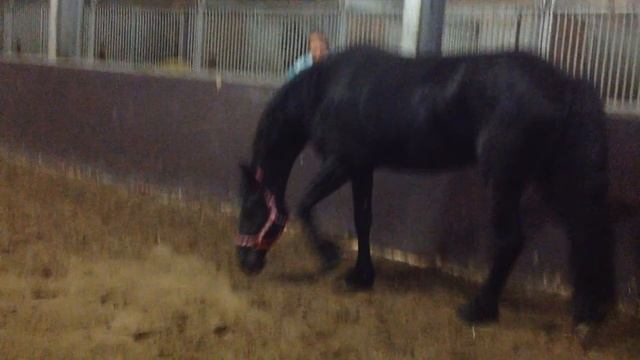 (2) фриз кобылка 4 года , объезжена под седло 164см смотреть онлайн