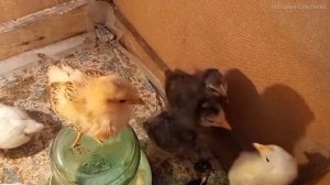 Надо ли отключать свет цыплятам ночью. Чем кормить и поить цыплят.  Содержание цыплят. Брудер