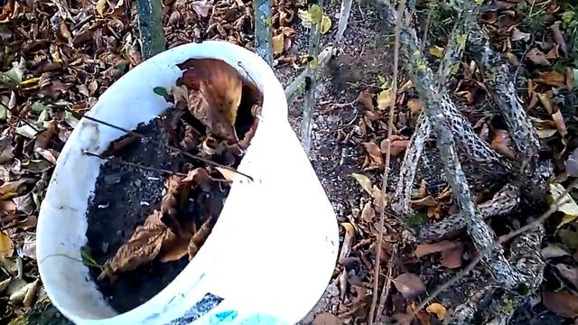 Как размножить АКТИНИДИЮ КОЛОМИКТА, ВИНОГРАД, ГОЛУБИКУ и др. кустарники. Простой и действенный мето смотреть онлайн