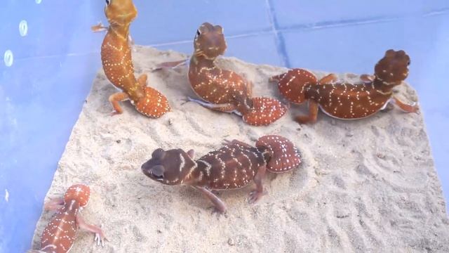 Nephrurus Levis Levis Showcase