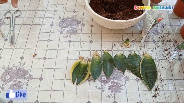 САНСЕВИЕРИЯ. РАЗМНОЖЕНИЕ ЛИСТОМ. САНСЕВИЕРИЯ ХАННИ.