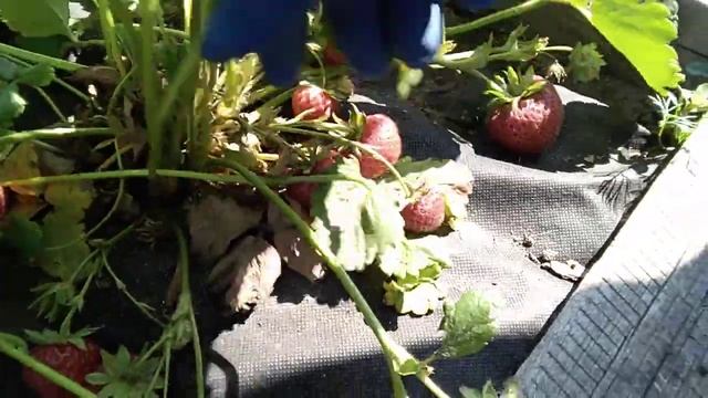 МАЭСТРО,мой любимый сорт... смотреть онлайн