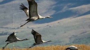 А Северный.  Далеко, далеко журавли улетели...