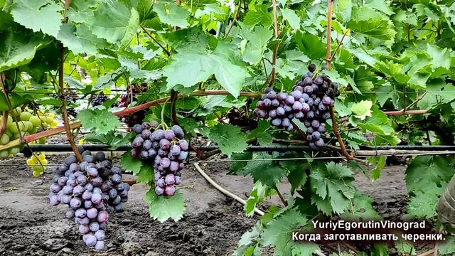 ? Из-за ЭТОГО НЕ укореняются ЧЕРЕНКИ ВИНОГРАДА! Вот КОГДА наступает ЛУЧШЕЕ ВРЕМЯ для ЗАГОТОВКИ. смотреть онлайн