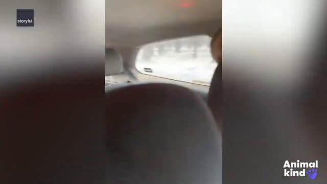 #Пожар#Австралия#ЖивотныеХотятПитьПослеПожара. смотреть онлайн