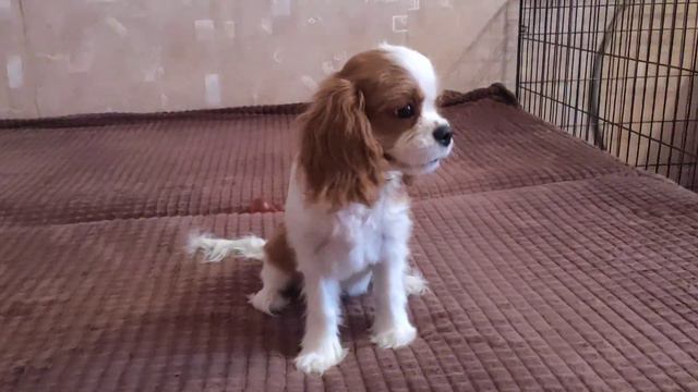 Кавалер кинг чарльз спаниель Нюра, 4мес смотреть онлайн