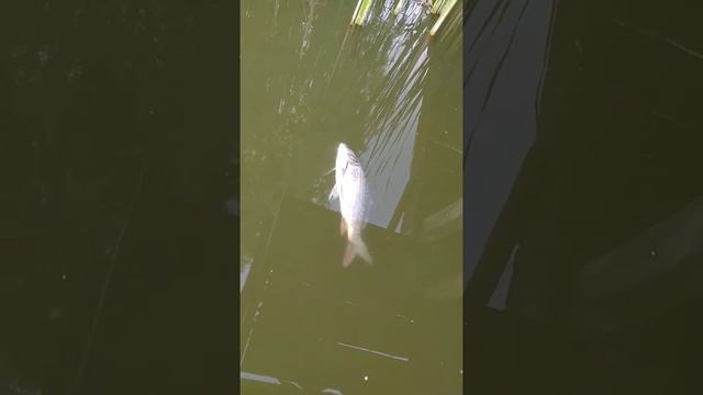 Почему Дохнет Рыба в Озере? #Рыбалка #рыбак #2022 смотреть онлайн