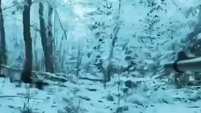 Кабан и сабака смотреть онлайн