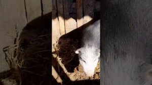 Выход мяса вьетнамских свиней за полгода