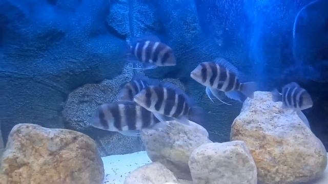 Фронтоза ( Cyphotilapia Gibberosa ) смотреть онлайн
