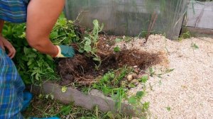 РАННЯЯ КАРТОШКА В СИБИРИ...РЕЗУЛЬТАТ, ПРОШЛО 2 МЕСЯЦА И 12 ДНЕЙ