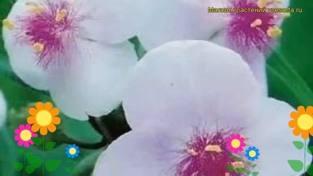 Традесканция андерсона Темптейшн. Краткий обзор, описание характеристик tradescantia Temptation смотреть онлайн