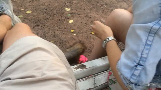 Белка в Парке Горького смотреть онлайн