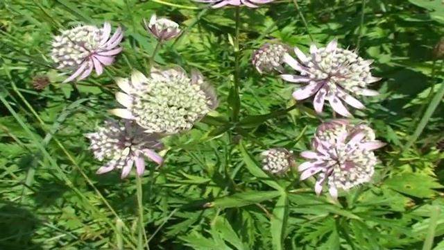 Astrantia major @ Fiori e piante della montagna bellunese 29.07.2015 смотреть онлайн