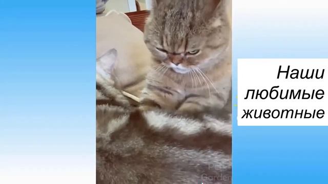 Наши любимые животные №1 смотреть онлайн