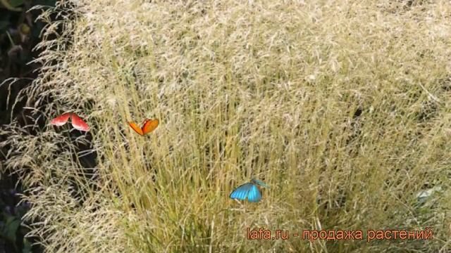 Луговик дернистый Голдшлеер (goldschleier) ? обзор: как сажать, рассада луговика Голдшлеер смотреть онлайн