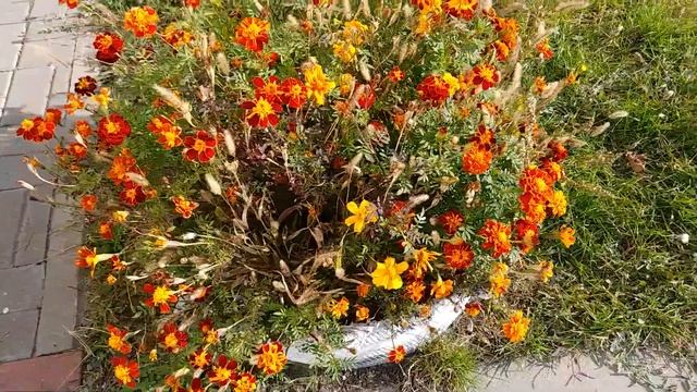 Бархатцы Цветы! Киев Цветут Бархатцы! Октябрь 2021 год! смотреть онлайн