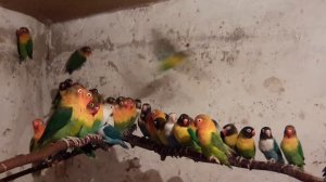 неразлучники фишера и масковые на зимовке