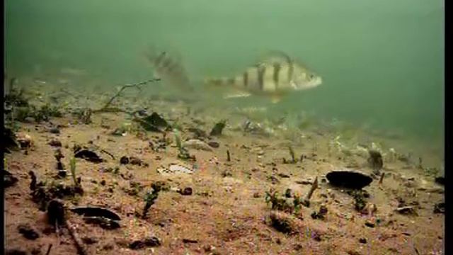 ПОДВОДНАЯ КАМЕРА ( рыбалка в латвийских озерах ) смотреть онлайн