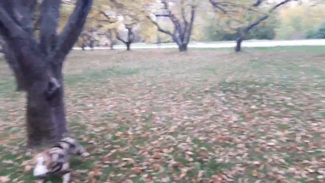 Акулка и лошадка !) смотреть онлайн