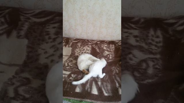 котенок нападает на кота смотреть онлайн