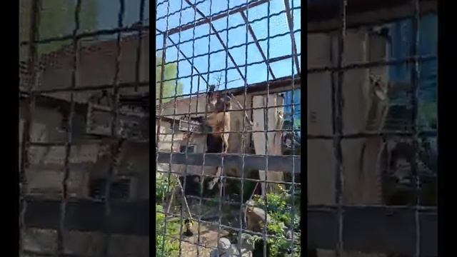 Игривые жители Тайгана! смотреть онлайн