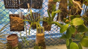 Аквариум, а точнее флорариум или орхидариум. Большая банка для орхидей