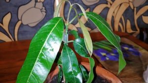 Как вырастить манго из косточки и дождаться плодов.