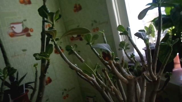 Адениумы, Местоклема (Mestoklema), Пахиподиум (Pachypodium) смотреть онлайн