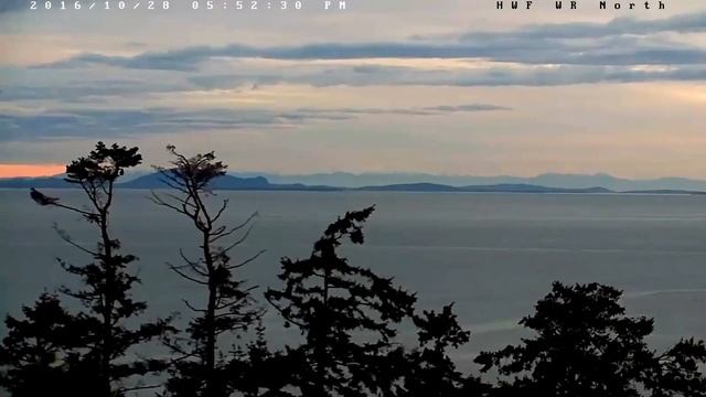 White Rock Eagle BC 10 28 16 Beautiful Ma White Rock in new nest tree смотреть онлайн