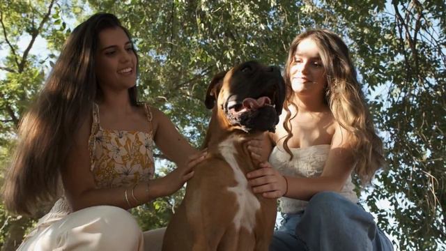 "Unleashing the Boxer: The Ultimate Guide to Boxer Dogs Revealed!" смотреть онлайн