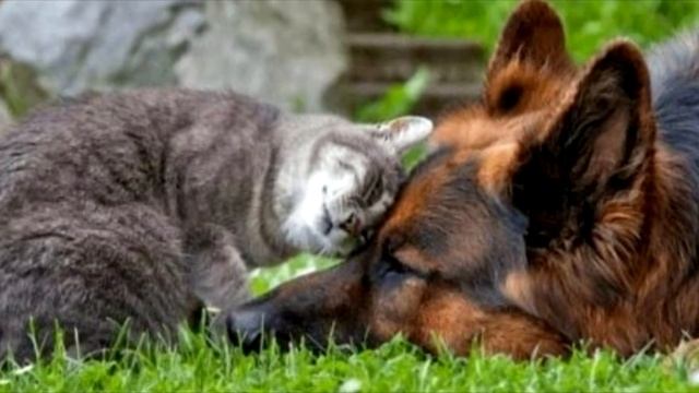 Соседская собака просила помощи! Только посмотрите, что сделали ее хозяева… смотреть онлайн