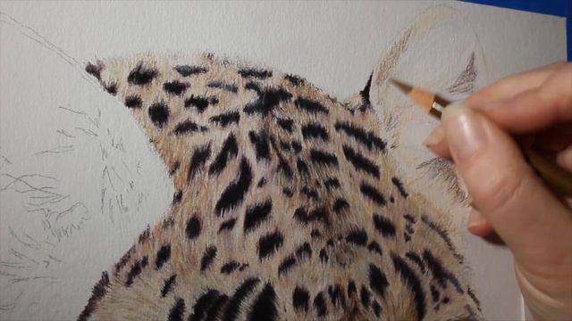 Realistic Colored Pencil Leopard Fur Speed Drawing|Timelapse смотреть онлайн
