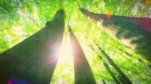 Успокаивающая музыка для снятия стресса. Музыка для медитации, снятия напряжения, для сна