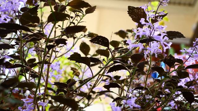 Kleiner Harfenstrauch (Plectranthus mona lavender) смотреть онлайн