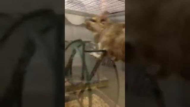 Толстая крыса ??? смотреть онлайн