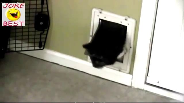 Трубач мишка косолапый. Super funny video with animals смотреть онлайн