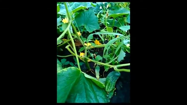 огурец ЗЕЛЁНЫЙ ПОЛКОВНИК смотреть онлайн