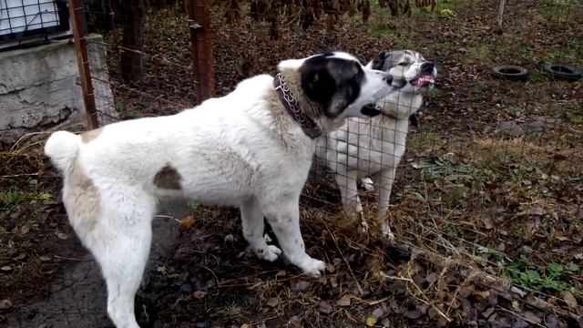 Я не дам, я не дам, я не дам и не проси... Лучше ноги уноси )))) смотреть онлайн